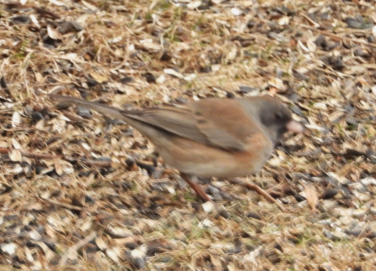 Dark-eyed Junco (Oregon) - ML615711763