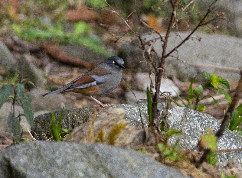 Maroon-backed Accentor - Rejaul Karim