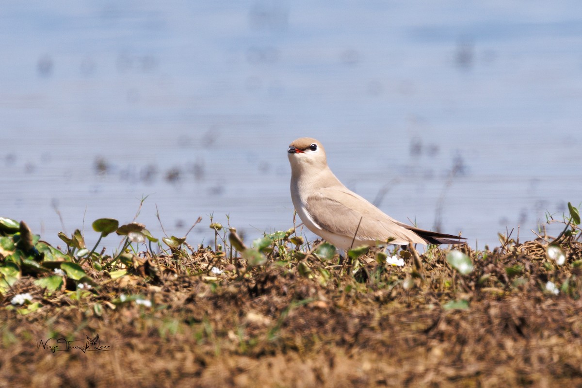 Small Pratincole - ML615711769