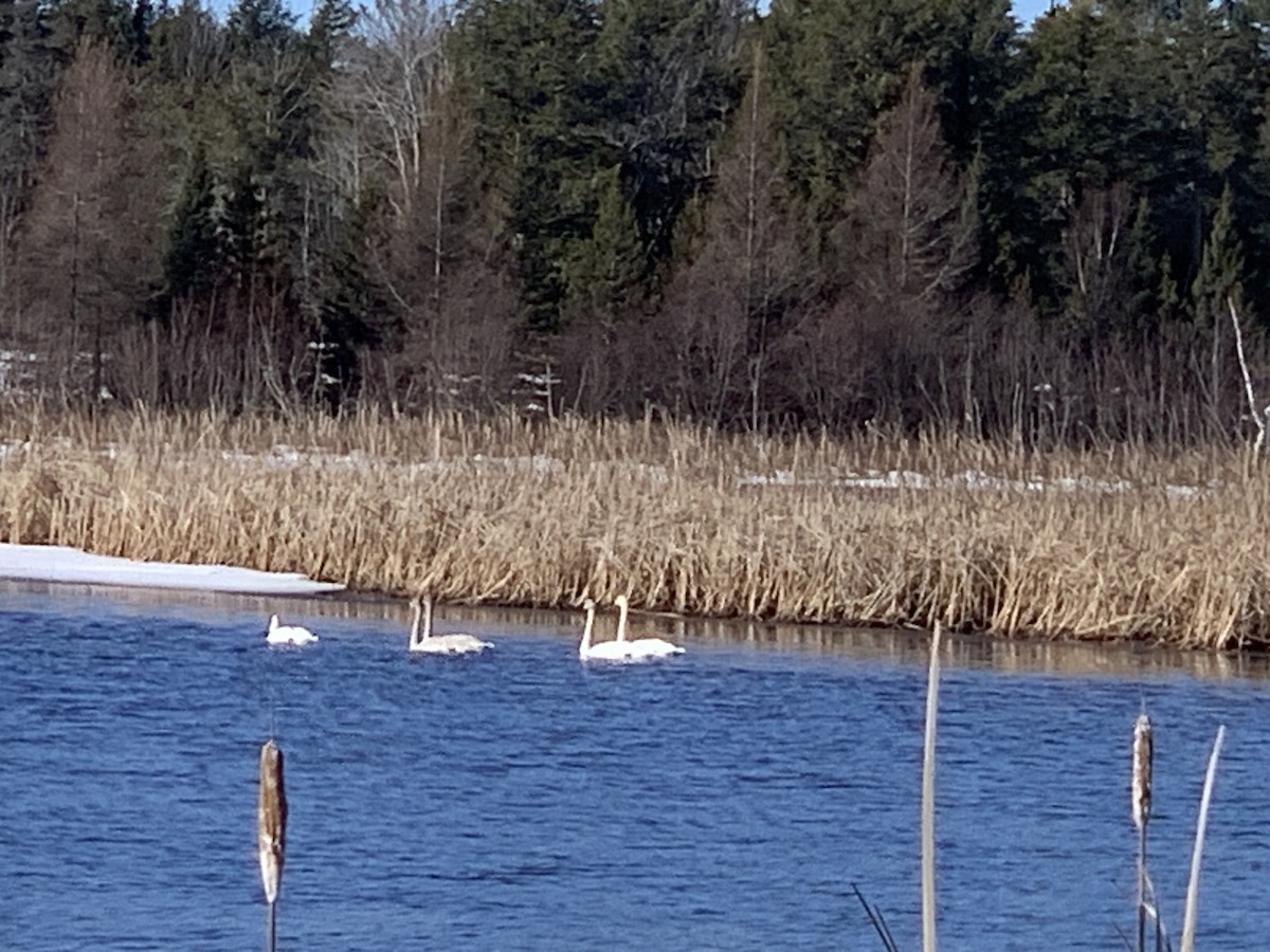 Trumpeter Swan - ML615711770