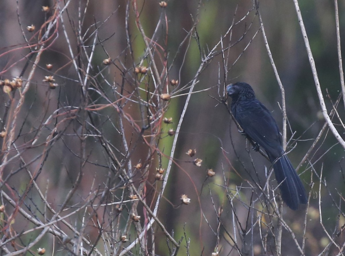 Smooth-billed Ani - Carlos Eduardo Agne