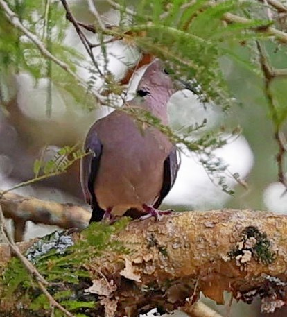 Red-eyed Dove - ML615711823