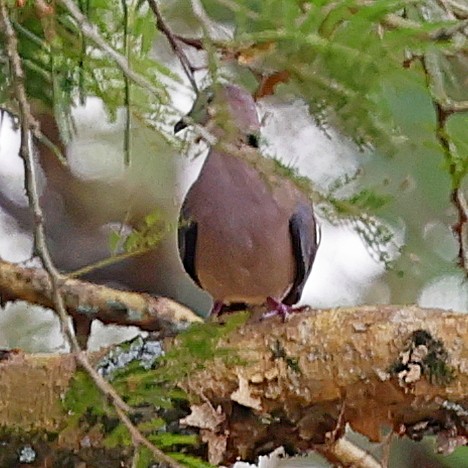 Red-eyed Dove - ML615711824