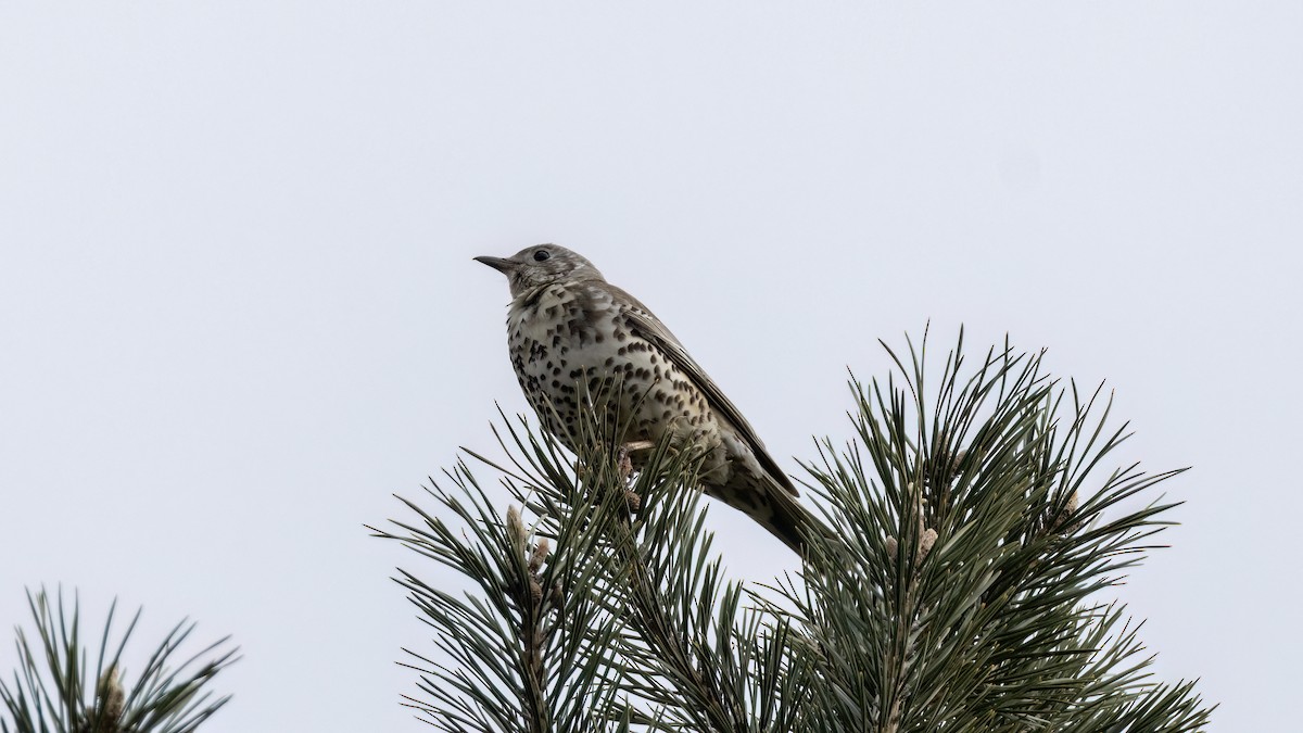 Mistle Thrush - ML615711825