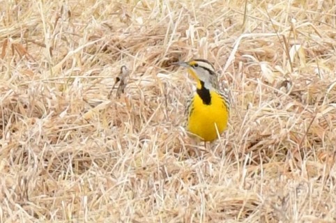 Eastern Meadowlark - ML615711840