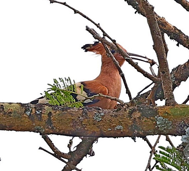 Eurasian Hoopoe - ML615711882