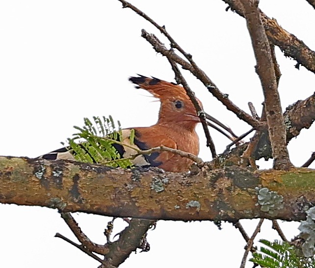 Eurasian Hoopoe - ML615711884