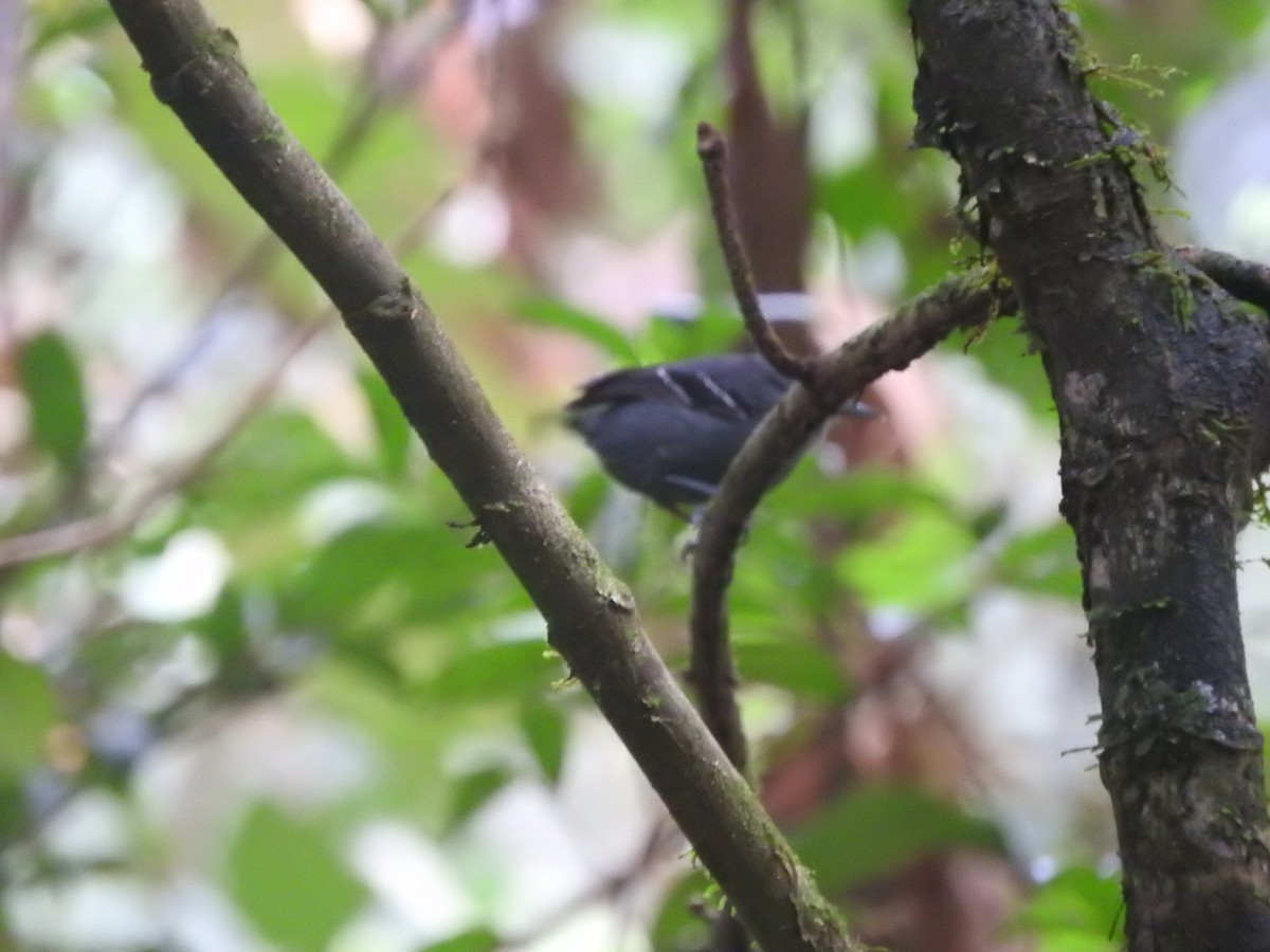 Plain-throated Antwren - Agustin Carrasco