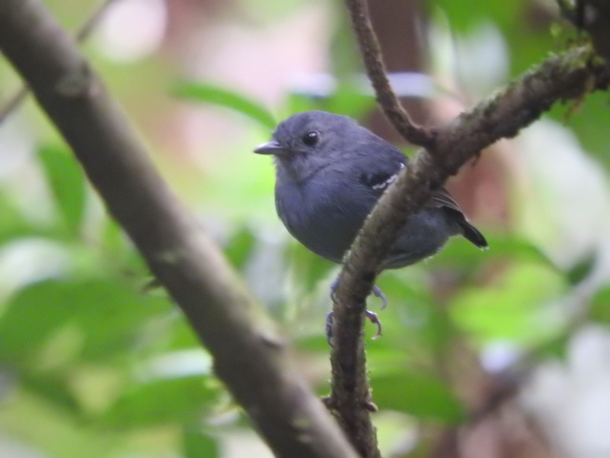 Plain-throated Antwren - Agustin Carrasco