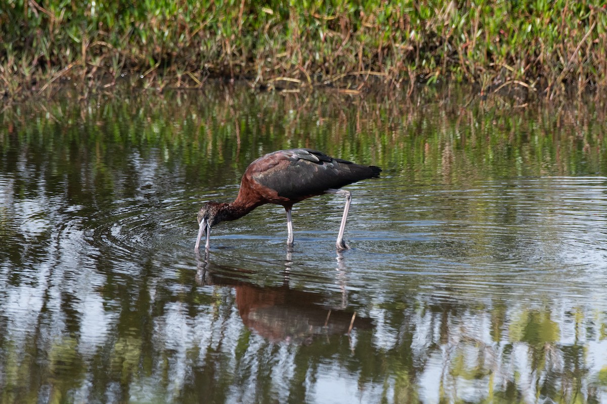ibis hnědý/americký - ML615711959