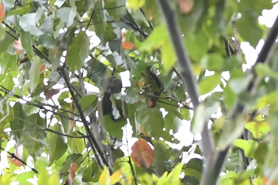 Yellow-cheeked Lorikeet - ML615711963