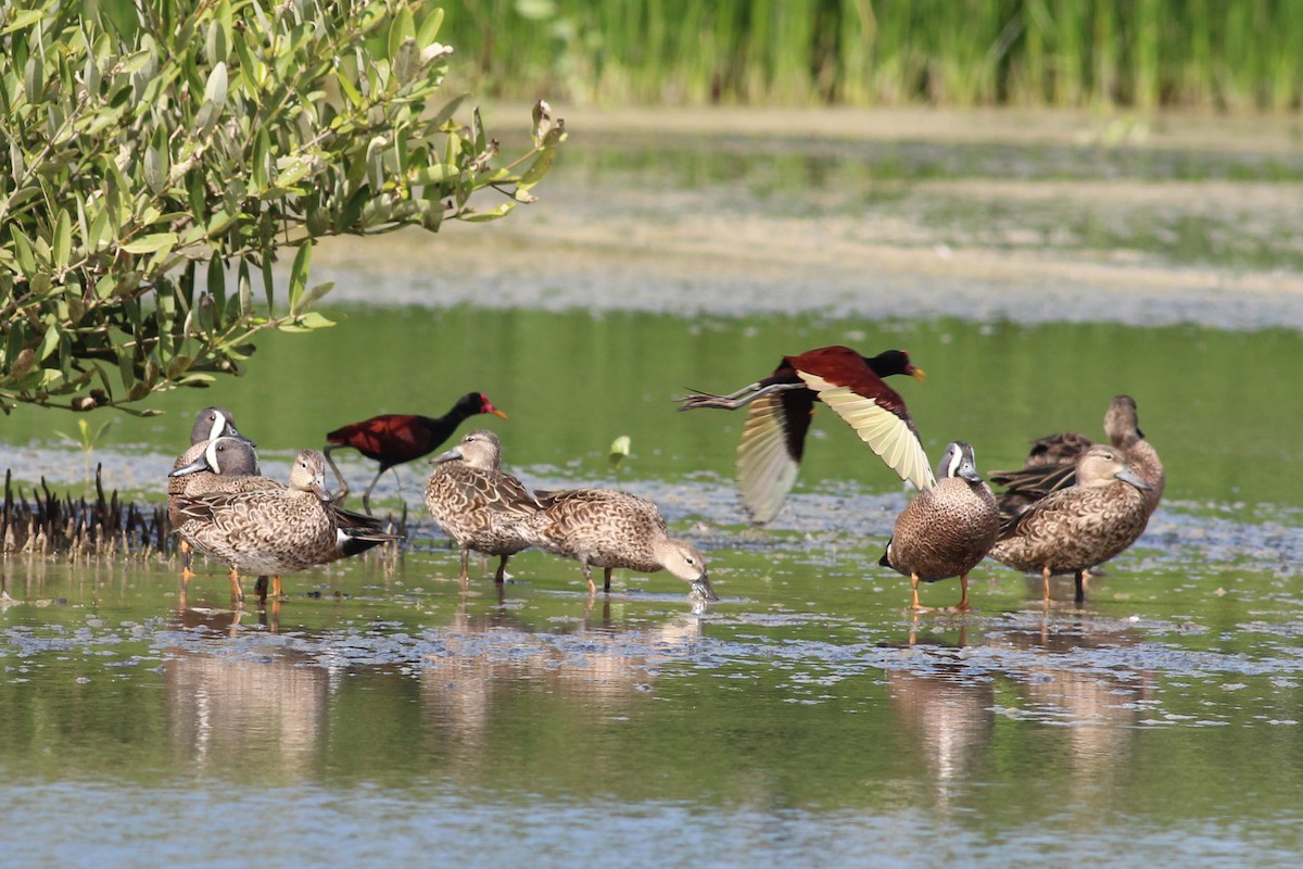 Wattled Jacana - ML615711975