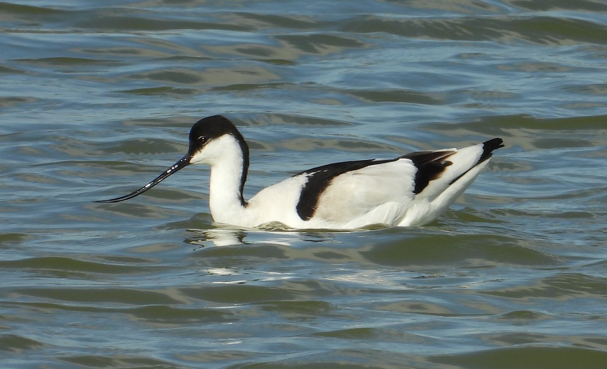 Pied Avocet - John van der Woude