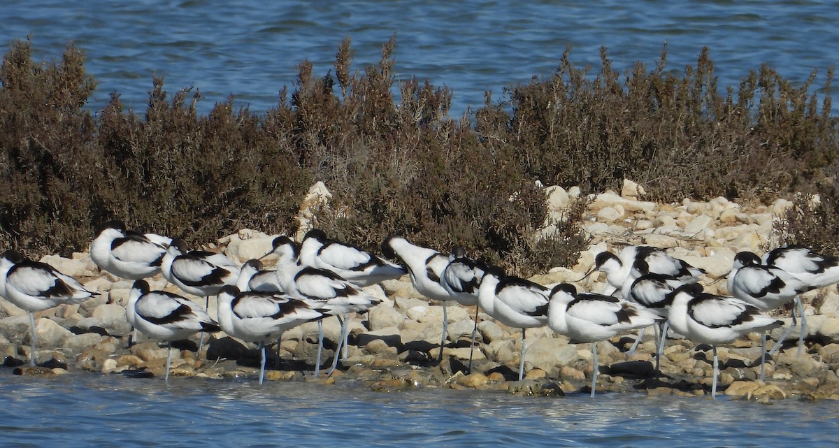 Pied Avocet - ML615711988