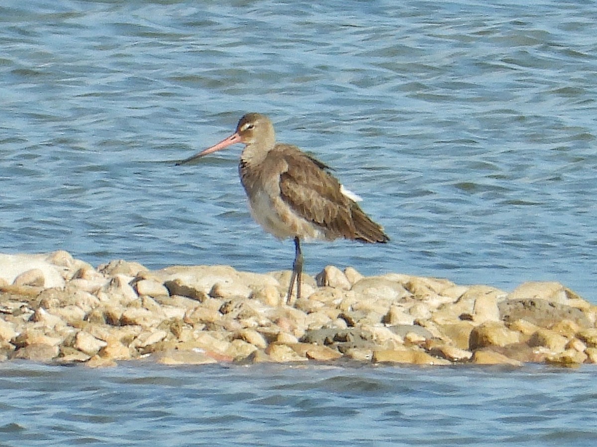 Black-tailed Godwit - ML615712029