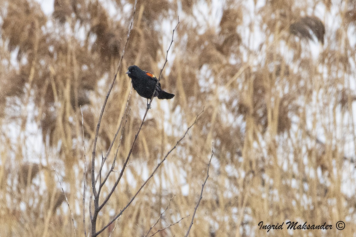 Red-winged Blackbird - ML615712117