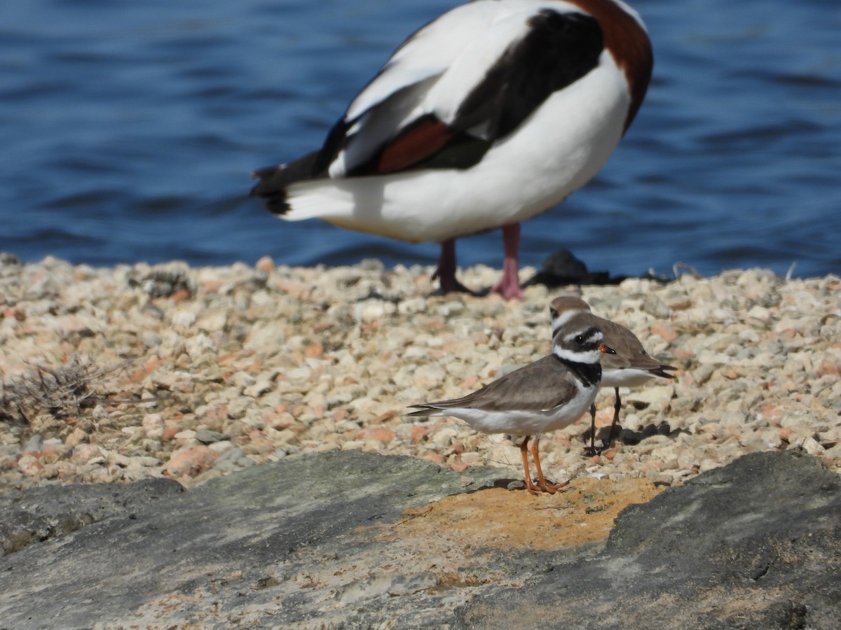 Common Ringed Plover - ML615712196
