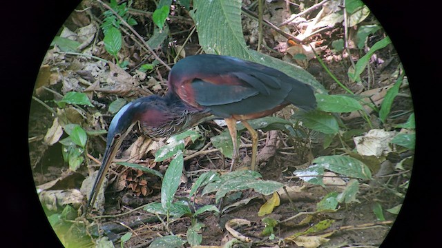 Agami Heron - ML615712234