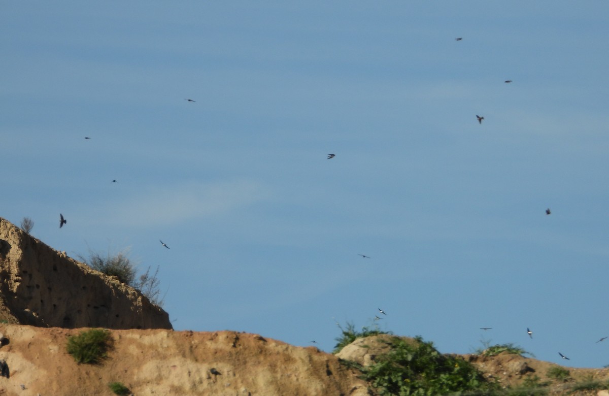 Bank Swallow - ML615712259