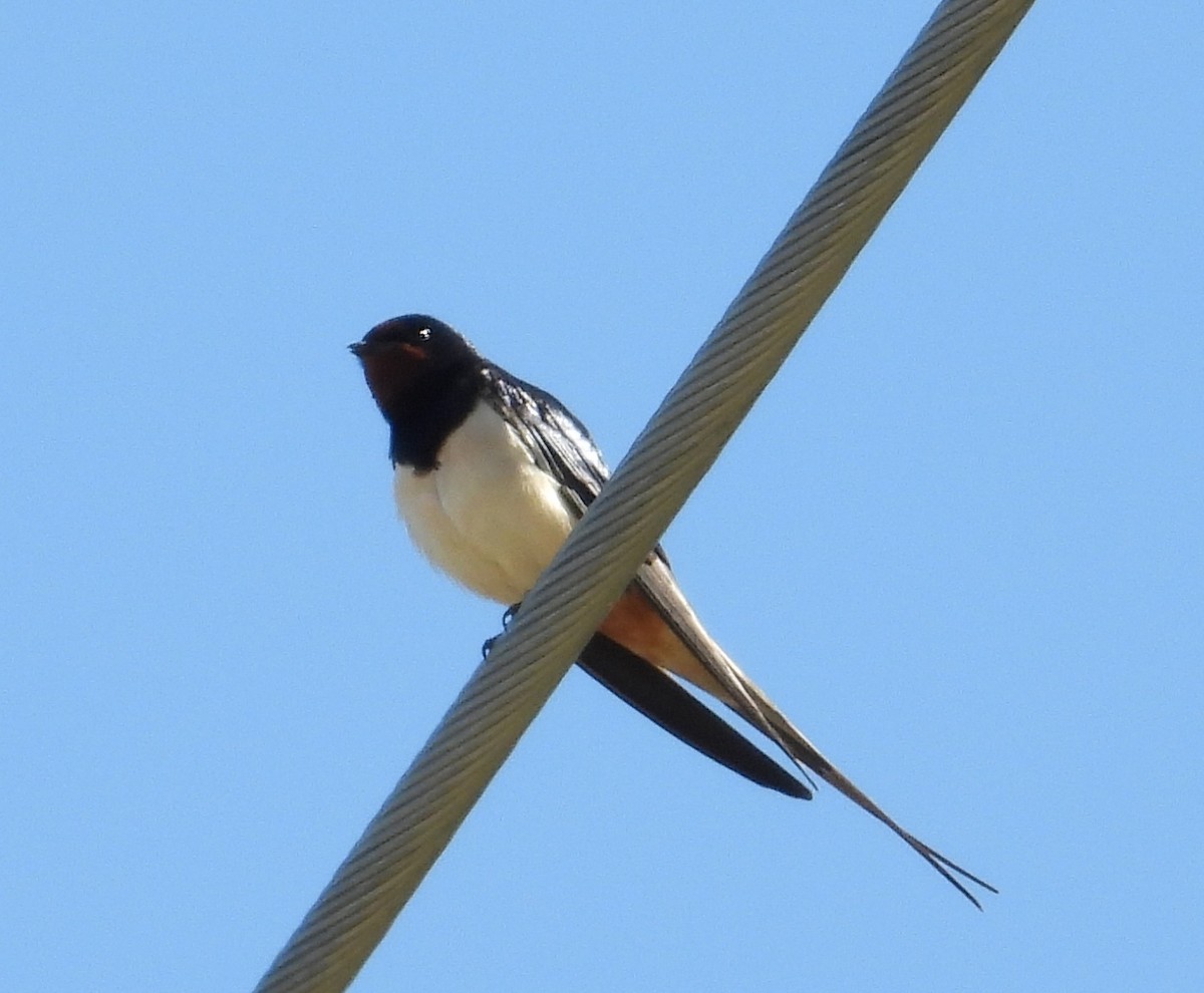 Barn Swallow - John van der Woude