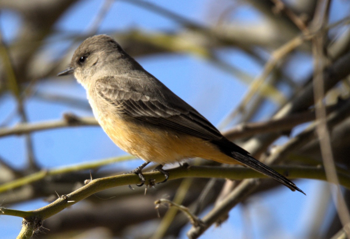 Say's Phoebe - ML615712405