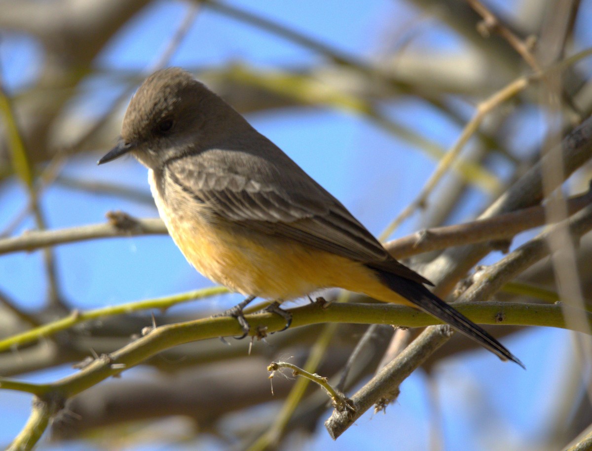 Say's Phoebe - Don Carney