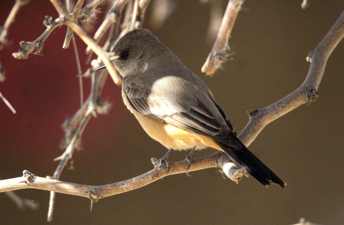 Say's Phoebe - Don Carney