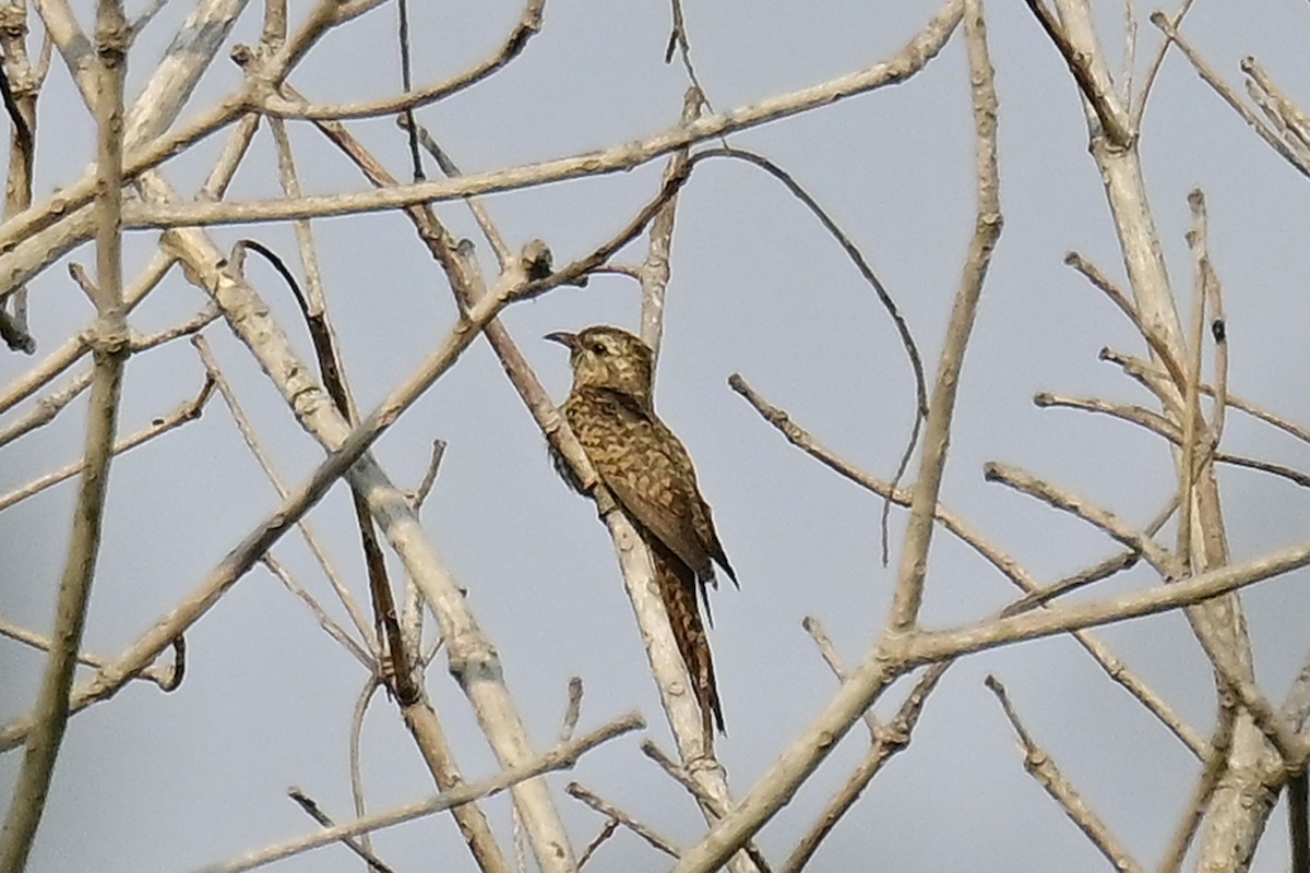 Plaintive Cuckoo - ML615712485