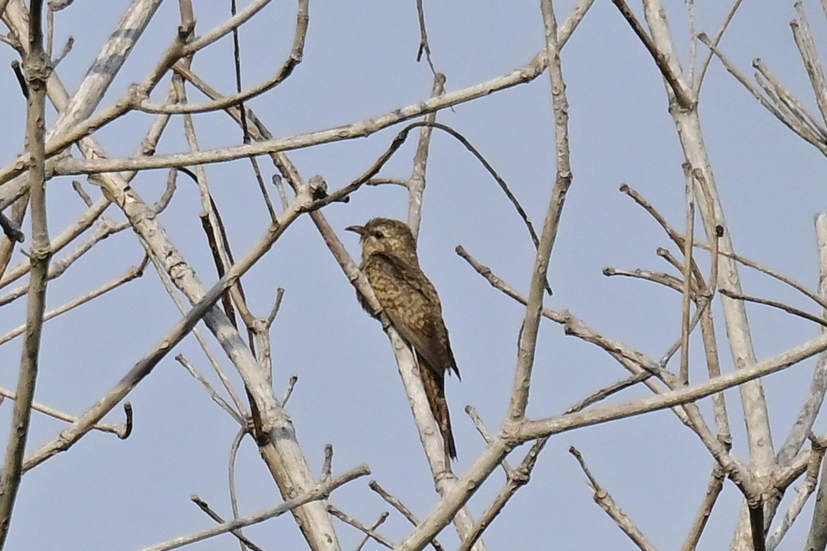 Plaintive Cuckoo - ML615712488