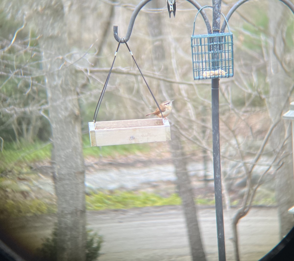 Carolina Wren - ML615712502