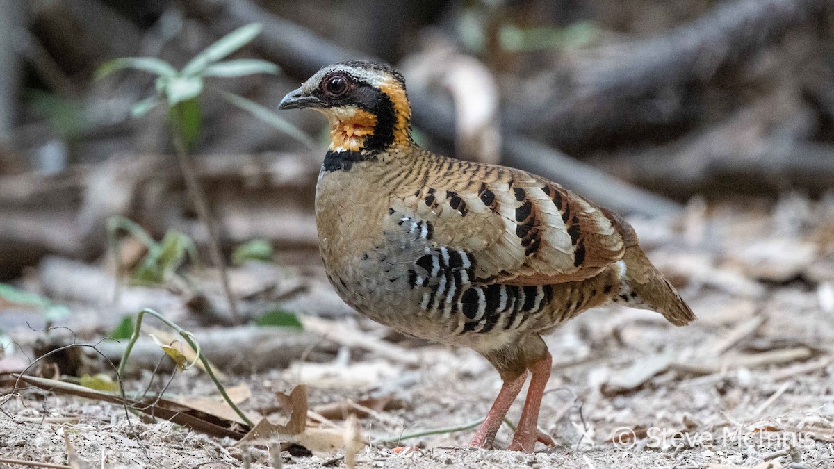 Orange-necked Partridge - ML615712505