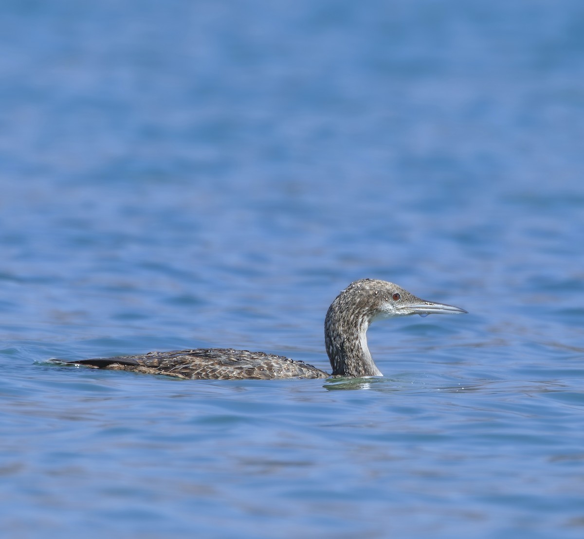 Pacific Loon - David bayevski