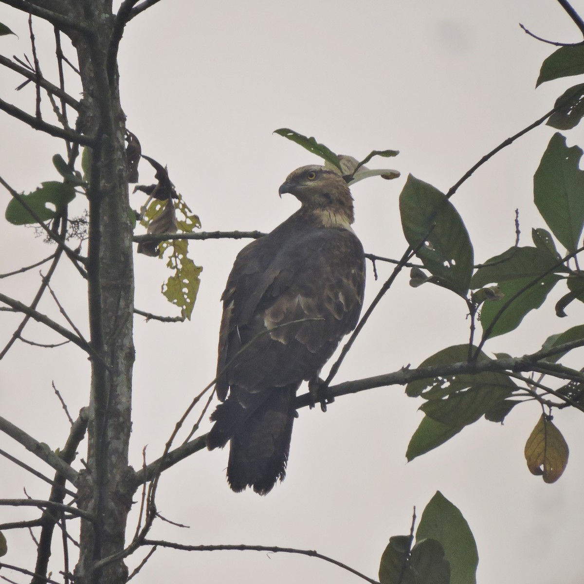 Oriental Honey-buzzard - ML615712533