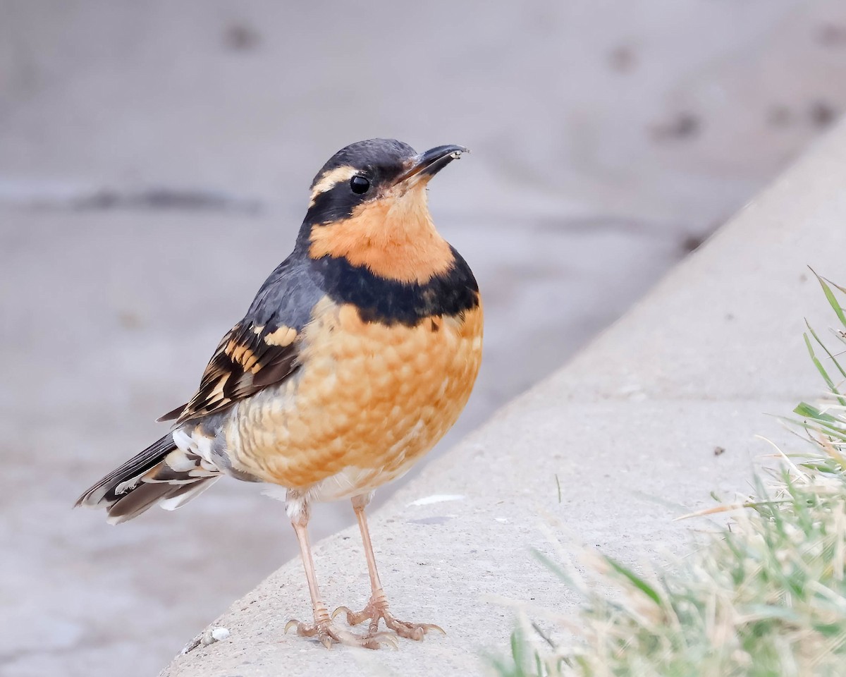 Varied Thrush - ML615712534