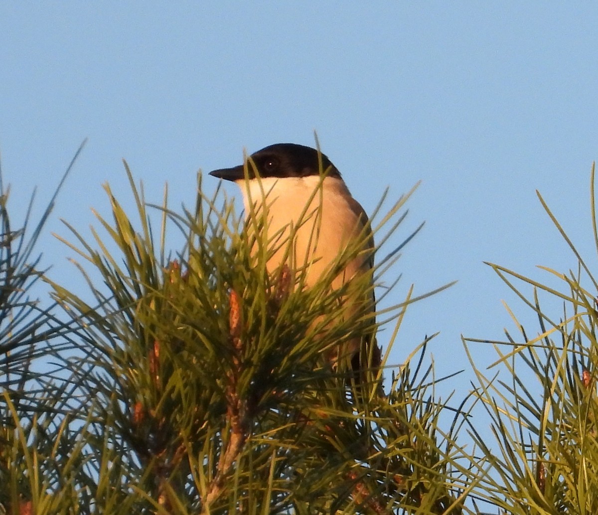 Iberian Magpie - ML615712546