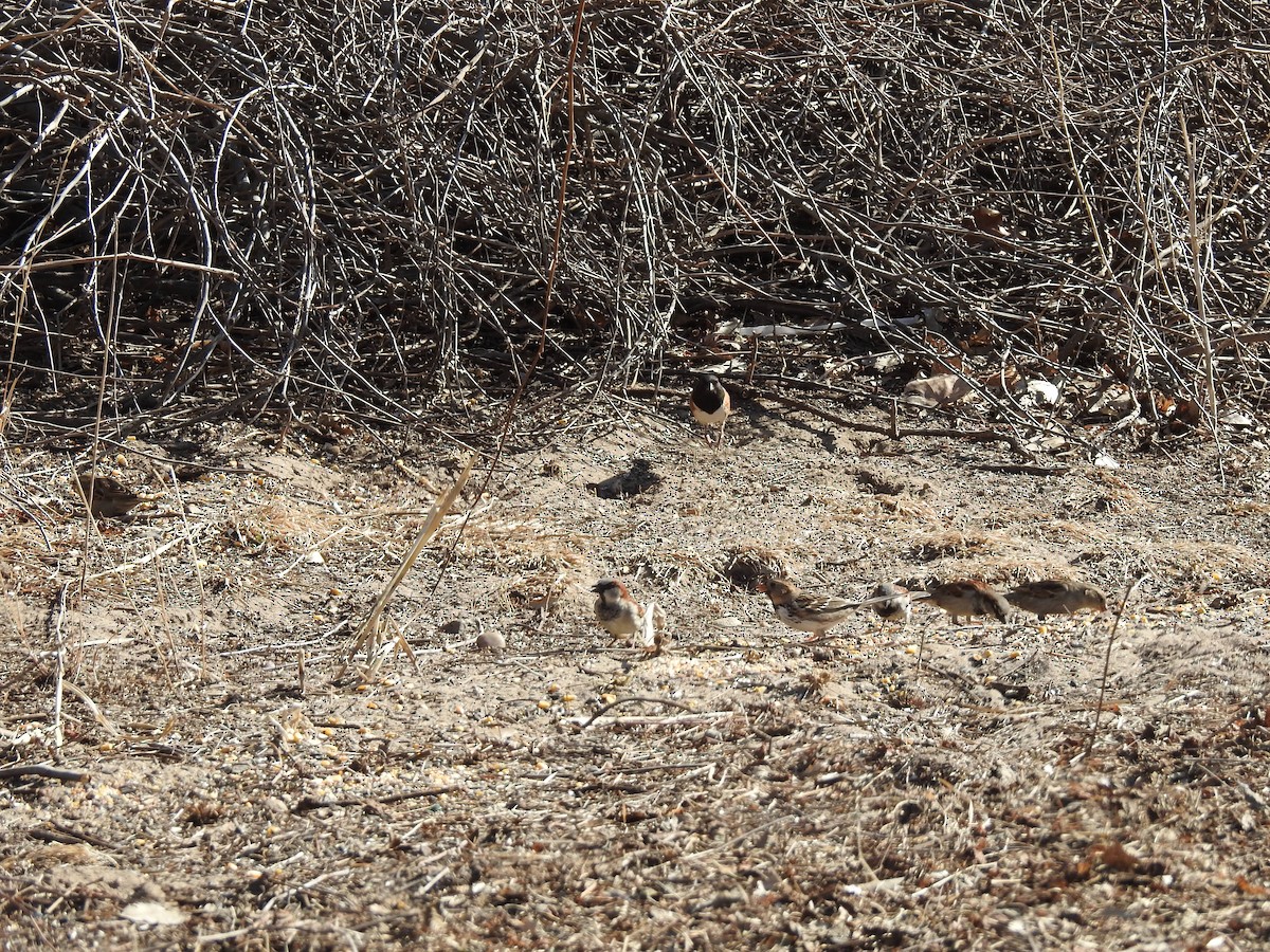 Spotted Towhee - Gary Roberts