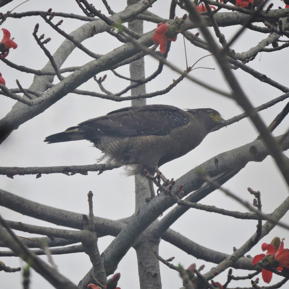 Haubenschlangenadler - ML615712562