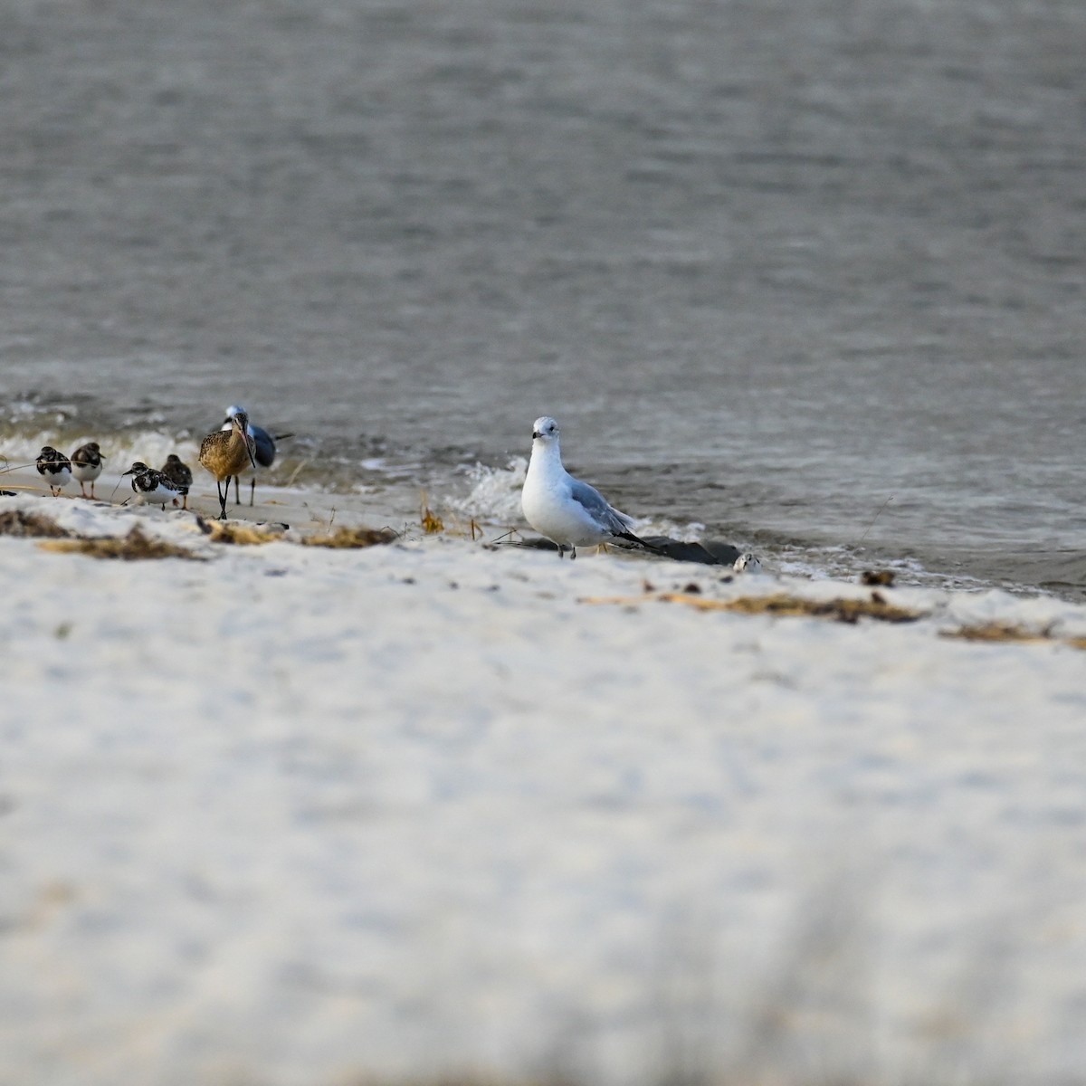 Ring-billed Gull - ML615712587