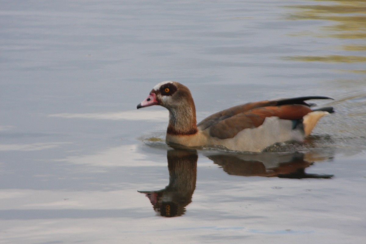 Egyptian Goose - ML615712615