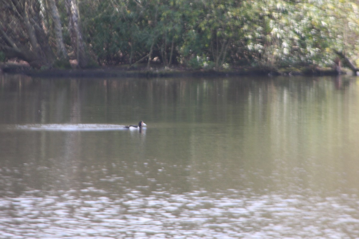 Tufted Duck - ML615712617