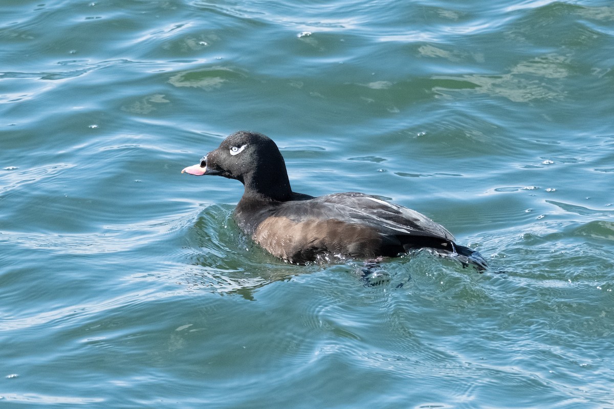 White-winged Scoter - ML615712621