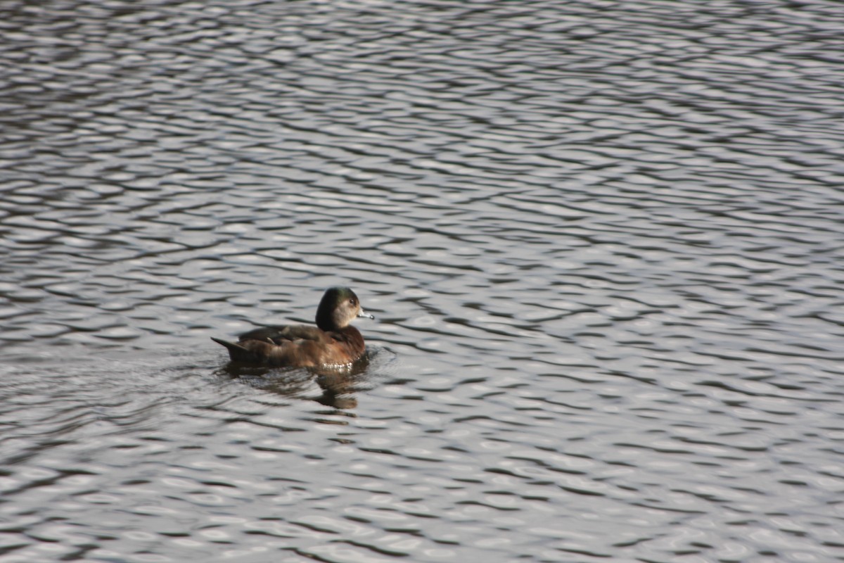 duck sp. - ML615712622