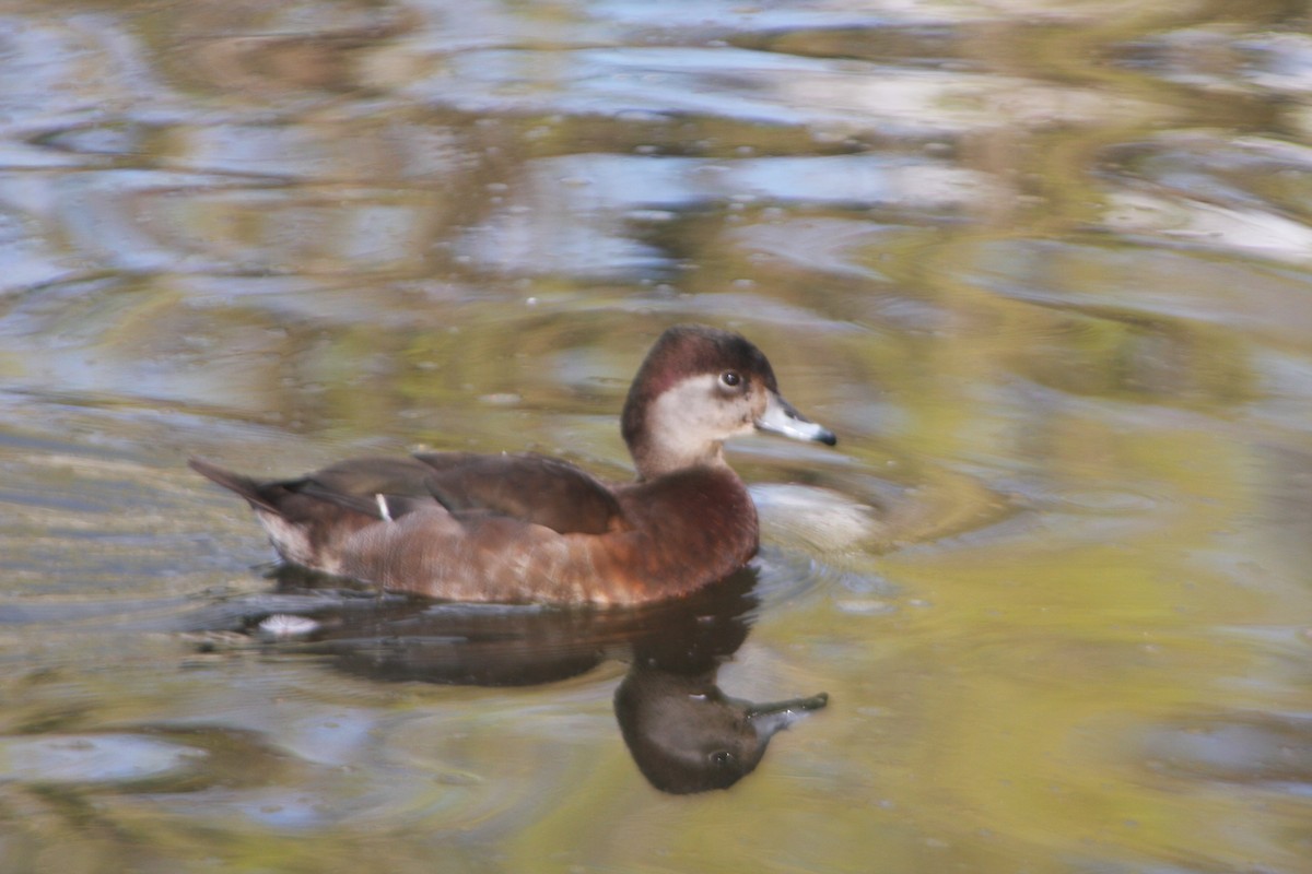 tanımsız ördek (Anatinae sp.) - ML615712625