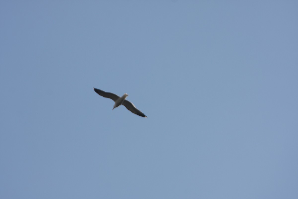 Lesser Black-backed Gull - ML615712629