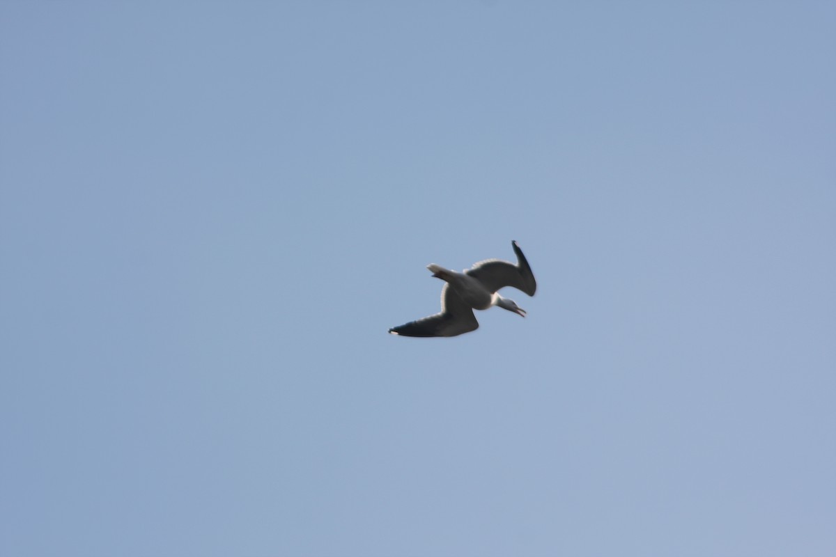 Lesser Black-backed Gull - ML615712630