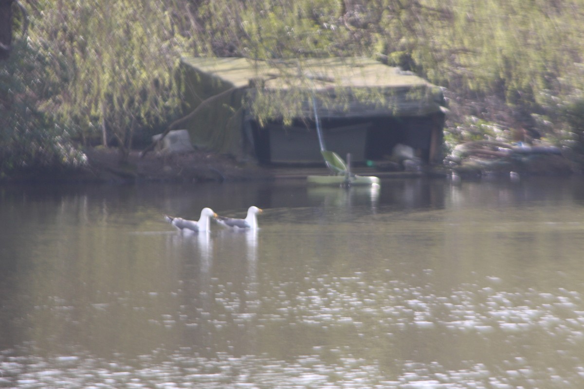 Lesser Black-backed Gull - ML615712631