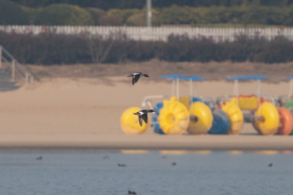 Common Goldeneye - ML615712635