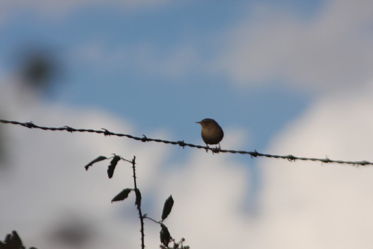 Eurasian Wren - ML615712636