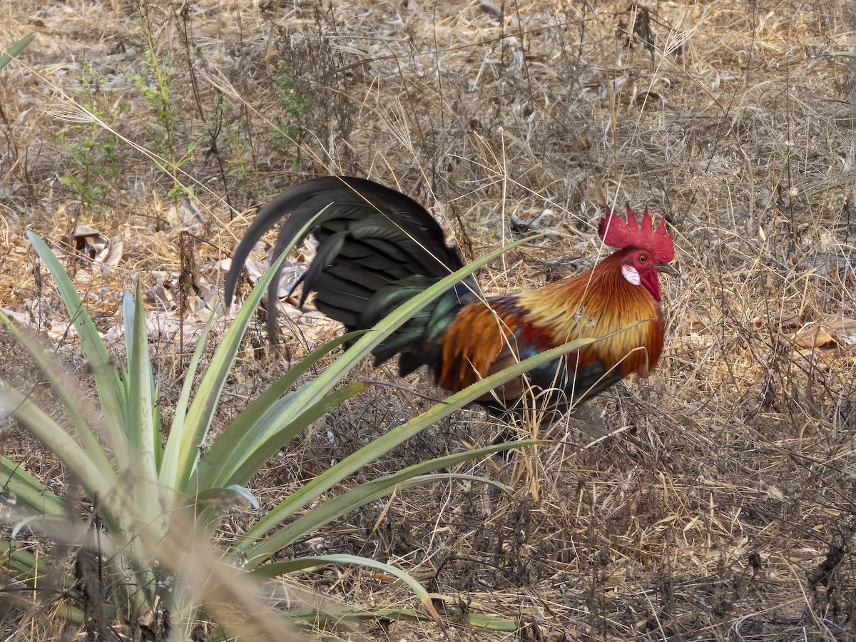 Red Junglefowl - ML615712686