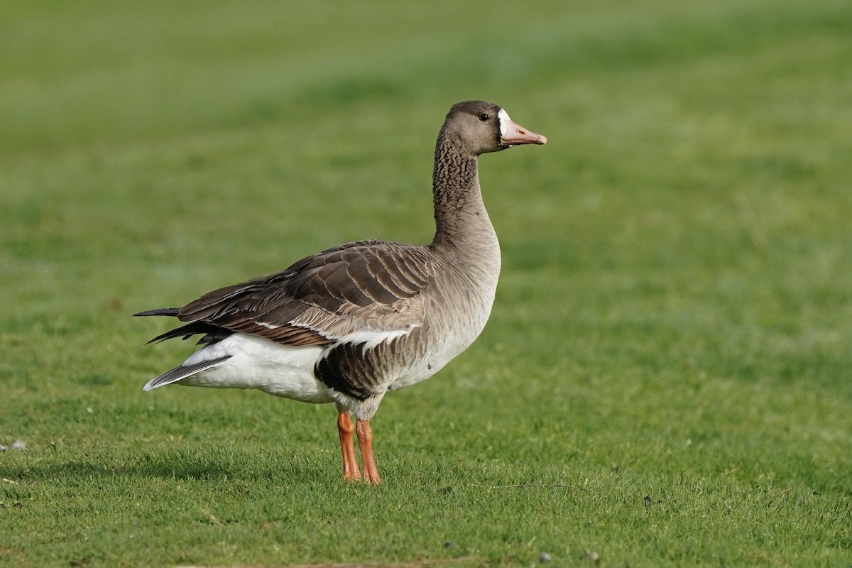 Greater White-fronted Goose - ML615712757